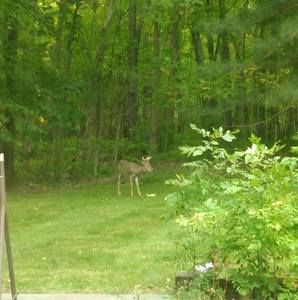 Meet your Posher, Lorene